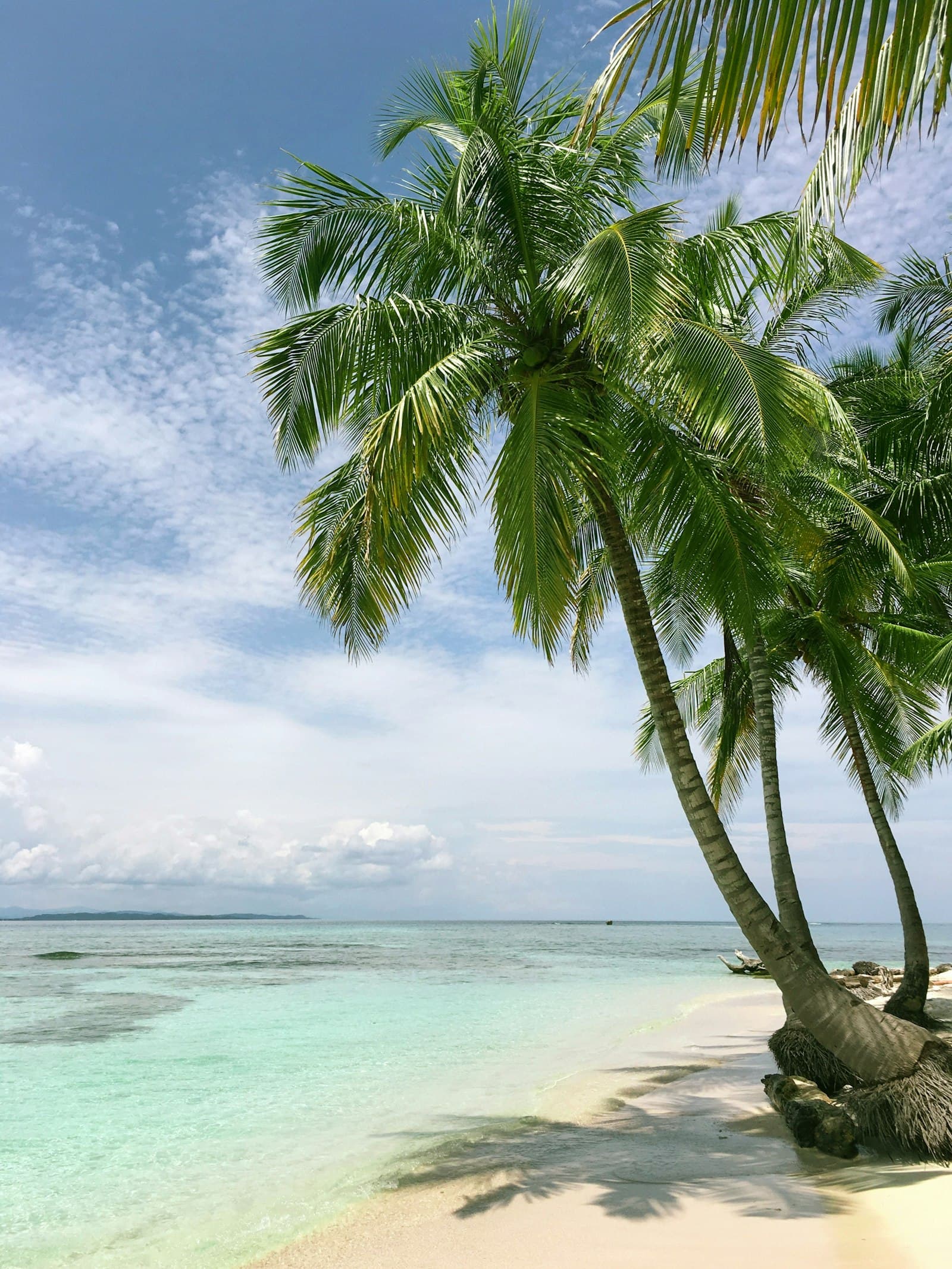 Palm trees on a tropical beach
